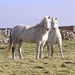 image of horses
